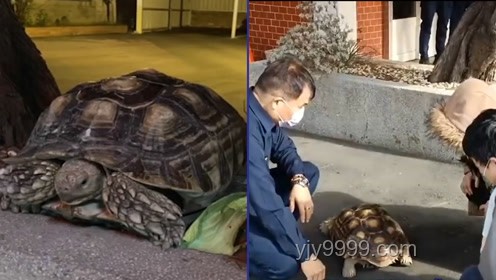 小孩被天降乌龟砸死案：饲主赔偿与责任界定